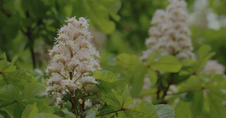 Tablica botaniczna kasztanowca zwyczajnego: dłoniasto złożone liście, wzniesiona wiecha białoróżowych kwiatów, kolczaste owoce i brązowe nasiono.