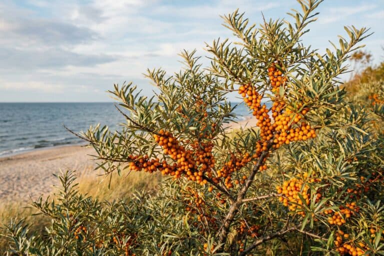 Krzew rokitnika na nadmorskiej wydmie, gęsto obsypany pomarańczowymi owocami; wąskie, srebrzyste liście, w tle plaża i morze.
