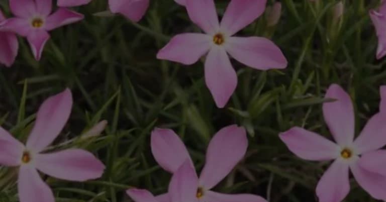 Floks (płomyk)