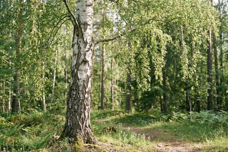 Pień brzozy o białej, łuszczącej się korze z ciemnymi przebarwieniami i zwisające gałązki z drobnymi liśćmi, w słonecznym lesie.