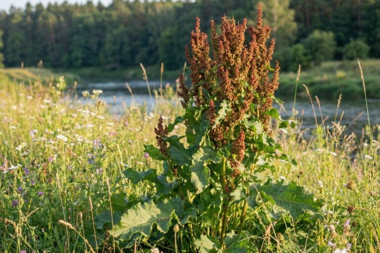 Kobylak nad brzegiem rzeki: wysokie pędy z gęstymi, rdzawobrązowymi wiechami owoców i duże, faliste liście u nasady.