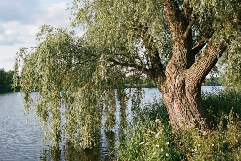 Stara wierzba biała nad wodą: gruby, głęboko bruzdowany pień i zwisające gałęzie z wąskimi, srebrzystymi liśćmi.