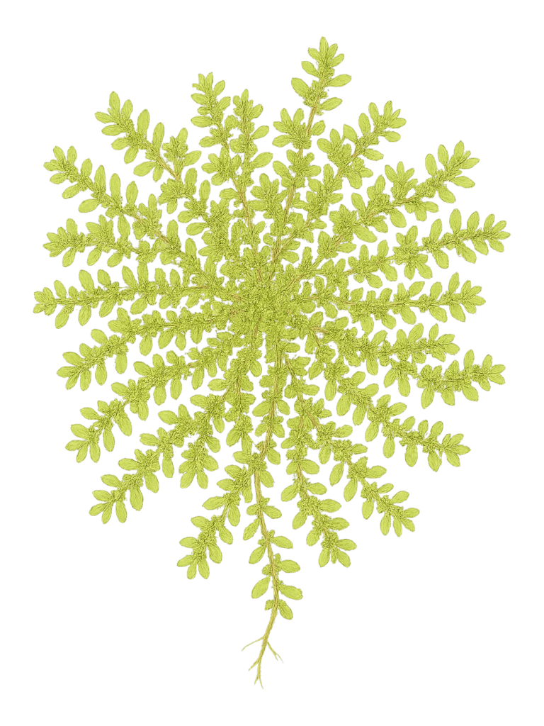 Ilustracja botaniczna połonicznika nagiego: żółtozielone pędy rozchodzące się promieniście od szyjki korzeniowej i tworzące płaską, gęstą darń, obsadzone drobnymi eliptycznymi liśćmi; u dołu widoczny cienki korzeń palowy.