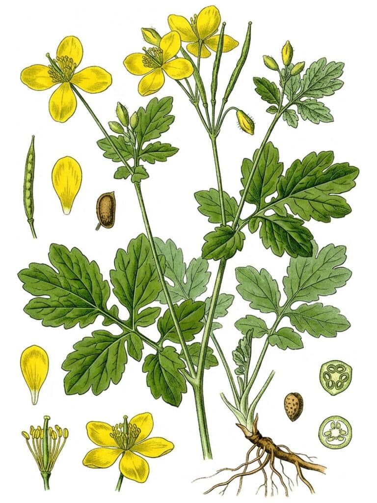 Tablica botaniczna glistnika jaskółcze ziele (Chelidonium majus): pierzaste liście o karbowanych krawędziach, drobne żółte kwiaty i korzeń.