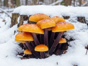 Płomiennica zimowa (zimówka aksamitnotrzonowa) – jadalny grzyb zbierany w lutym.