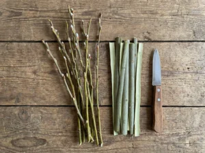 Kora wierzby (naturalna aspiryna) przygotowana do suszenia.