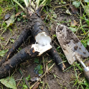 Korzeń żywokostu – czarna skórka i biały miąższ po przełamaniu.