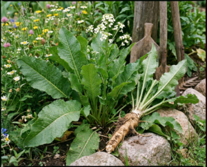 Świeżo wykopany, gruby, jasny korzeń chrzanu pospolitego z połączoną rozetą dużych, zielonych liści, ułożony na ozdobnych kamieniach w ogrodzie