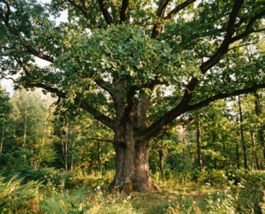 Majestatyczny, stary dąb szypułkowy o bardzo grubym pniu i szerokiej, rozłożystej koronie, rosnący na nasłonecznionej leśnej polanie